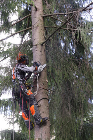 Pystykaato - menossa ylös