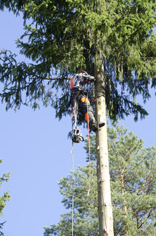 Pystykaato - menossa ylös