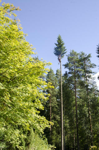 Pystykaato - menossa ylös