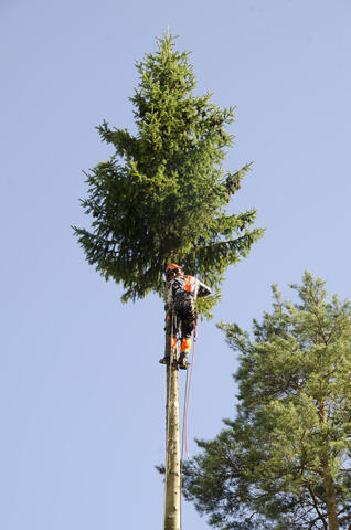 Pystykaato - tupsu jäljellä