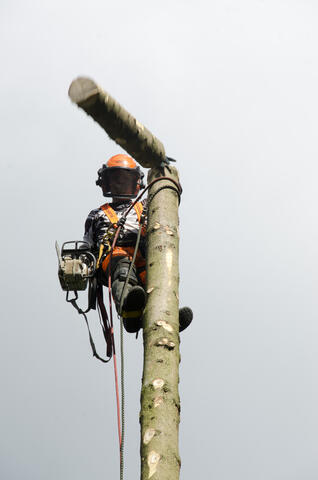 Pystykaato - pölli tippuu