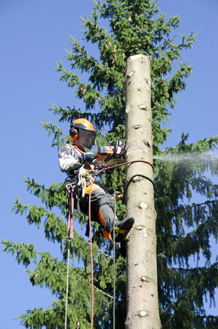 Pystykaato - tulossa alas