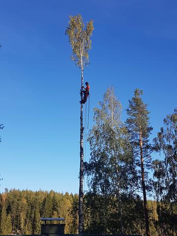 Pystykaato - korkealla puussa