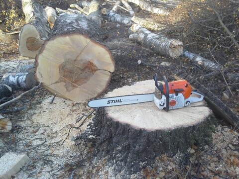 Puu kaadettu - moottorisaha kannolla