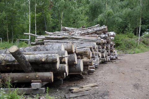 Polttopuuksi menossa